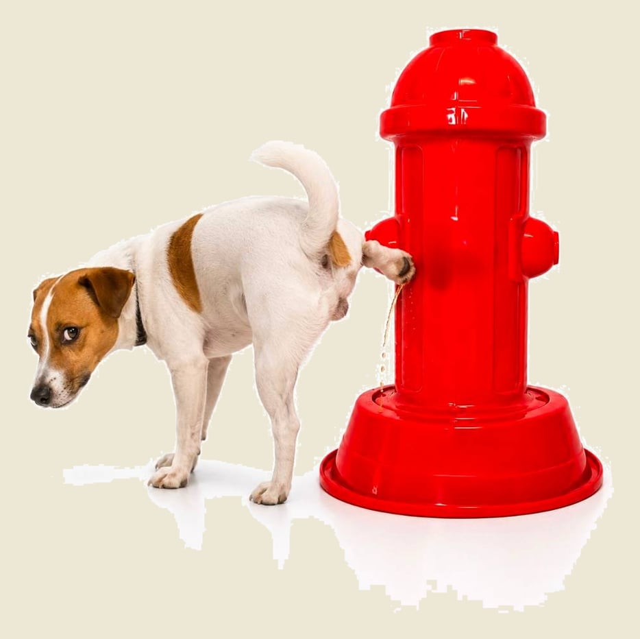 Sanitário Hidrante Fácil Xixi Para Cães Cachorros